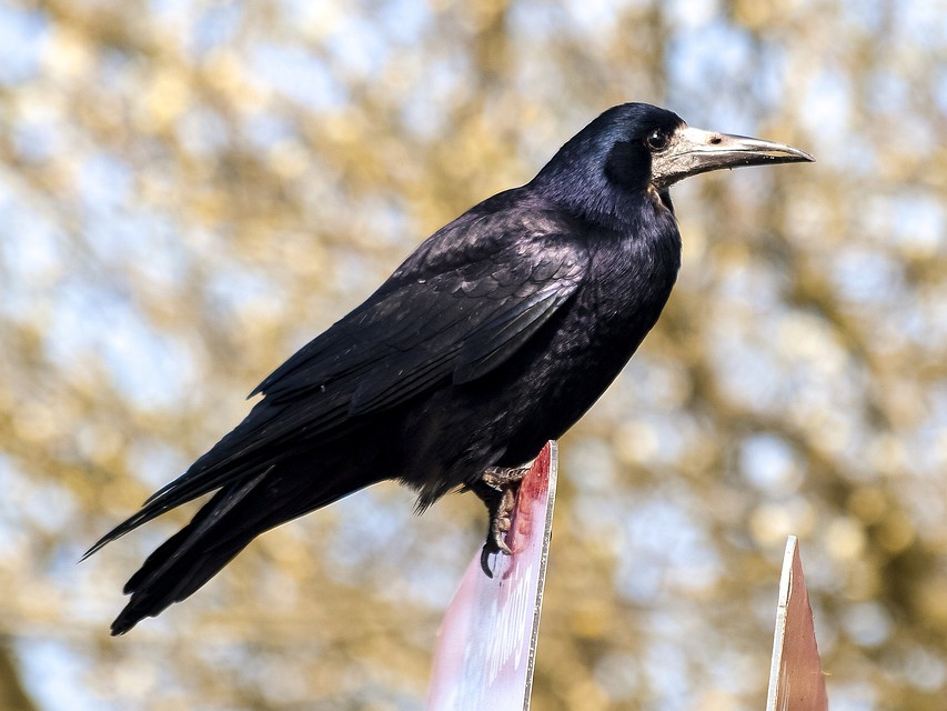 Фото: pixabay.com