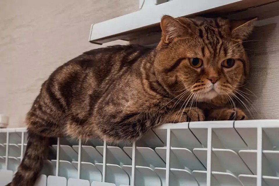 Жадность можно простить только котикам.
