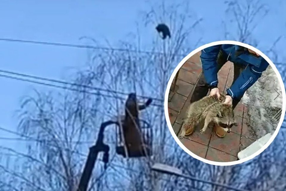Енотиха Варя залезла на дерево и не торопилась попасть в переноску. Фото: Кадр из видеоролика с портала kurer-sreda.ru и кадр из ролика с портала svidetel24.info
