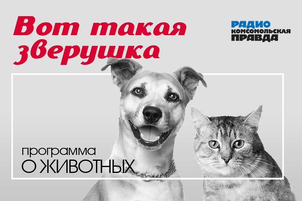 Бесплатная консультация ветеринарного врача