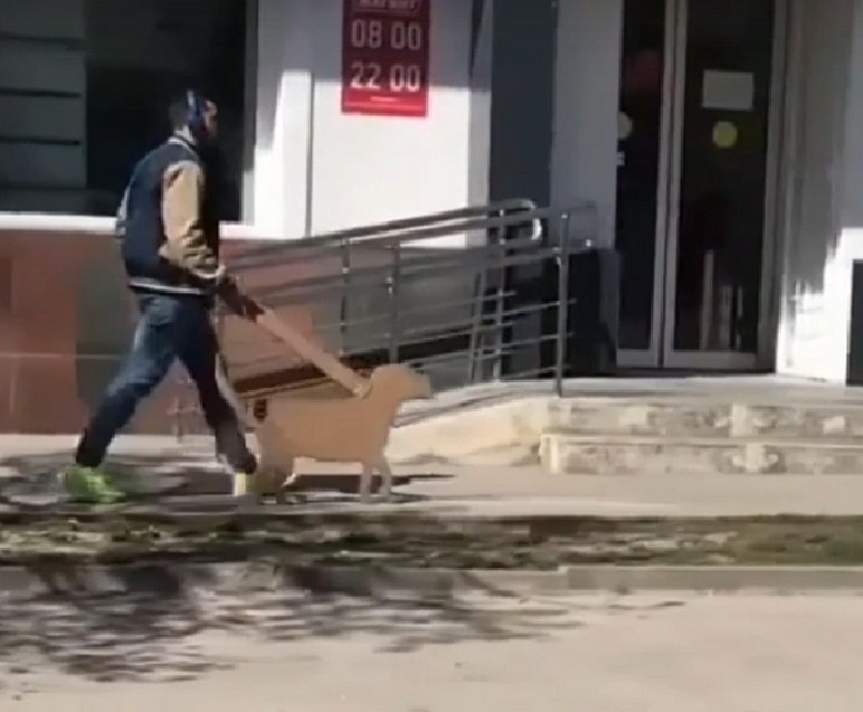 Картонный питомец сразу же привлек к себе внимание удивленных ростовчан. Фото: vk.com/rostovnadonu