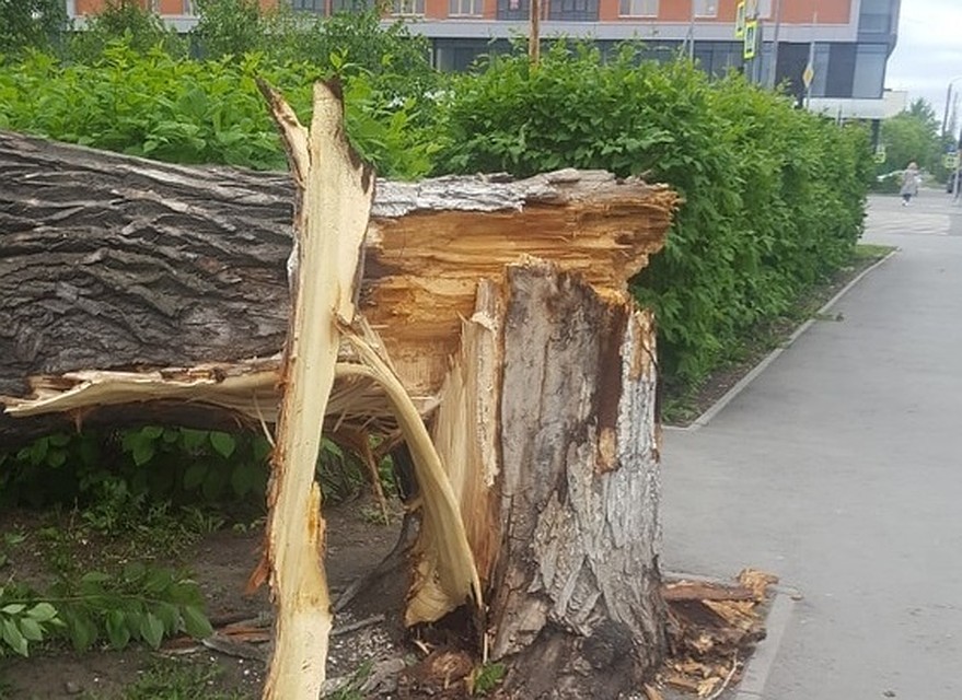 В Тюмени ночной ураган повалил деревья. Фото - Евгения Иванилова.
