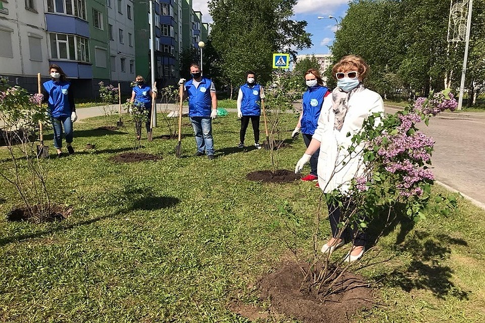 Сургут украсили 75 кустов сирени к юбилею Победы. Фото администрации города.