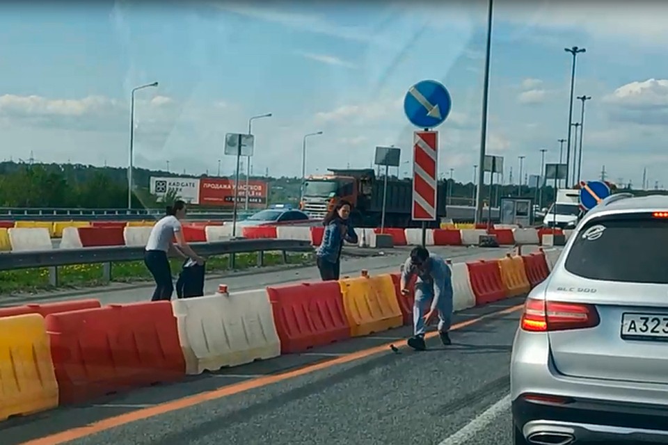 Петербуржцы помогли утятам перейти через кольцевую.