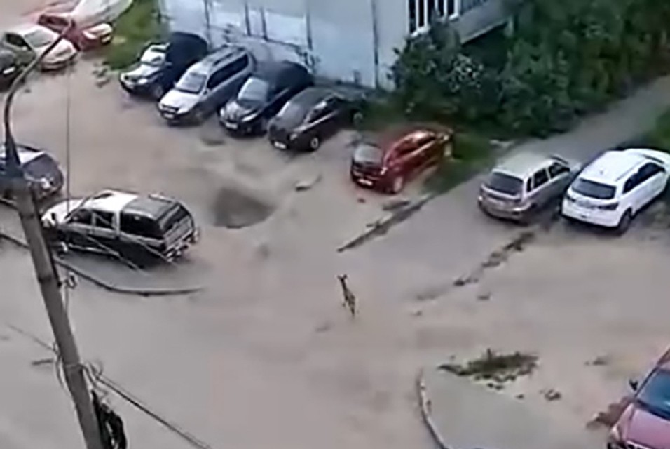 Животное вышло на дорогу, огляделось и неспеша пошло дальше Фото: vk.com/"Тверь ВКонтакте"/Ольга Михайлова (скрин видео)