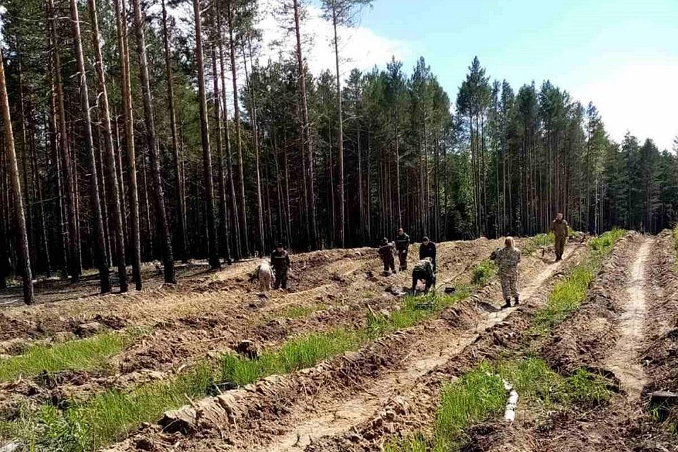 В Тюменской области активно восстанавливают леса. Фото: департамент лесного комплекса Тюменской области