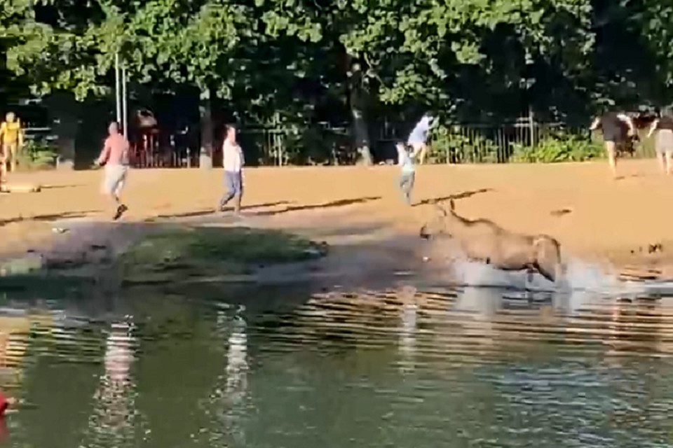 Молодой лось вышел из воды на пляж в Пушкине. Фото: vk.com/unreleased_dtp