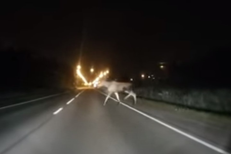 Лось выбежал на трассу Фото: ДТП и ЧП Петербурга