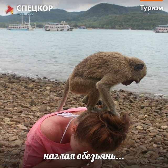 Фото: Мобильное приложение «Спецкор» от «Комсомольской правды»