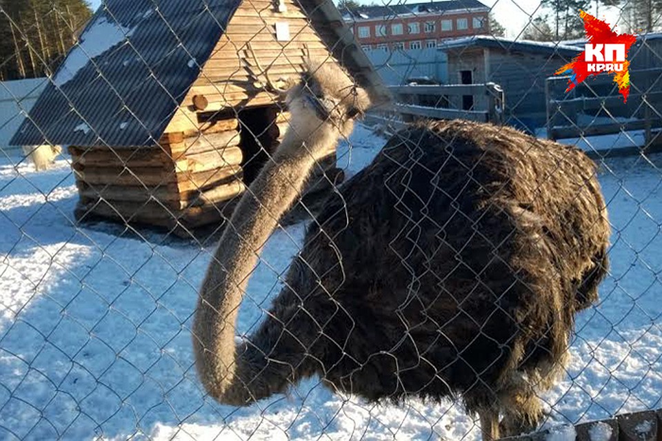 Верный тюменский страус отверг молодую жену, так что она переехала в другую клетку.