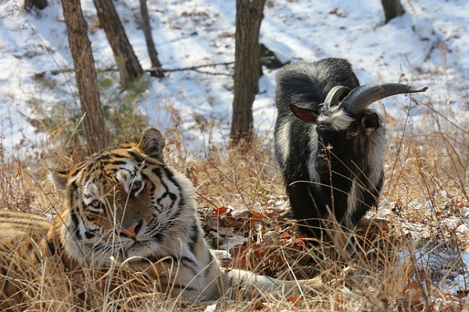 Все смешалось в Приморском сафари-парке. Фото: safaripark25.ru