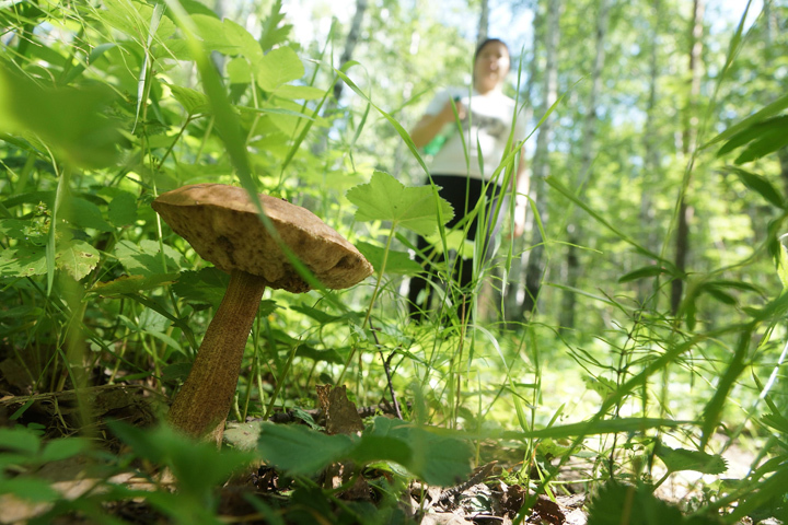 Трое грибников, пропавшие в Казачинско-Ленском районе найдены целыми и невредимыми