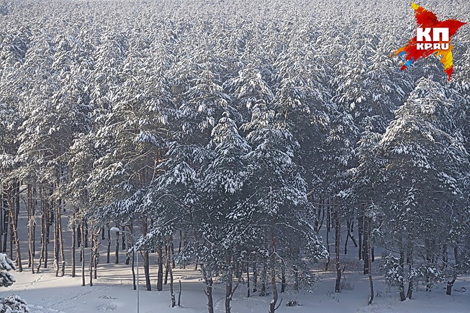 Воронежцы могут покататься по лесу на лыжах.