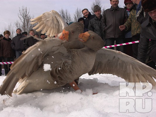 Фото: Николай Михайлов.