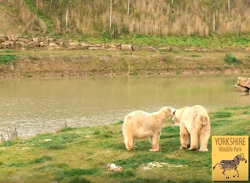 Вольер, где теперь будет жить Ниссан. Фото: скриншот видео