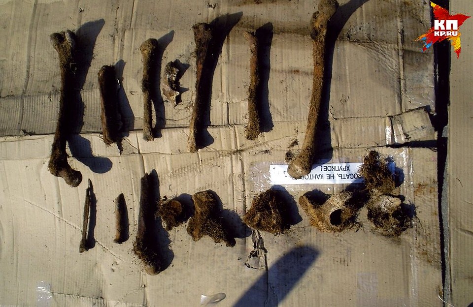 Останки, извлеченные из захоронения в 2006 году.