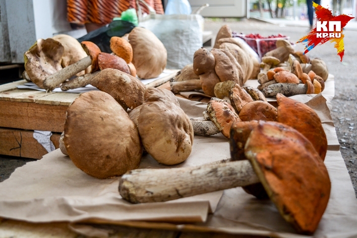 Первые красноголовики. Фото: Алиса СТАРОСТИНА
