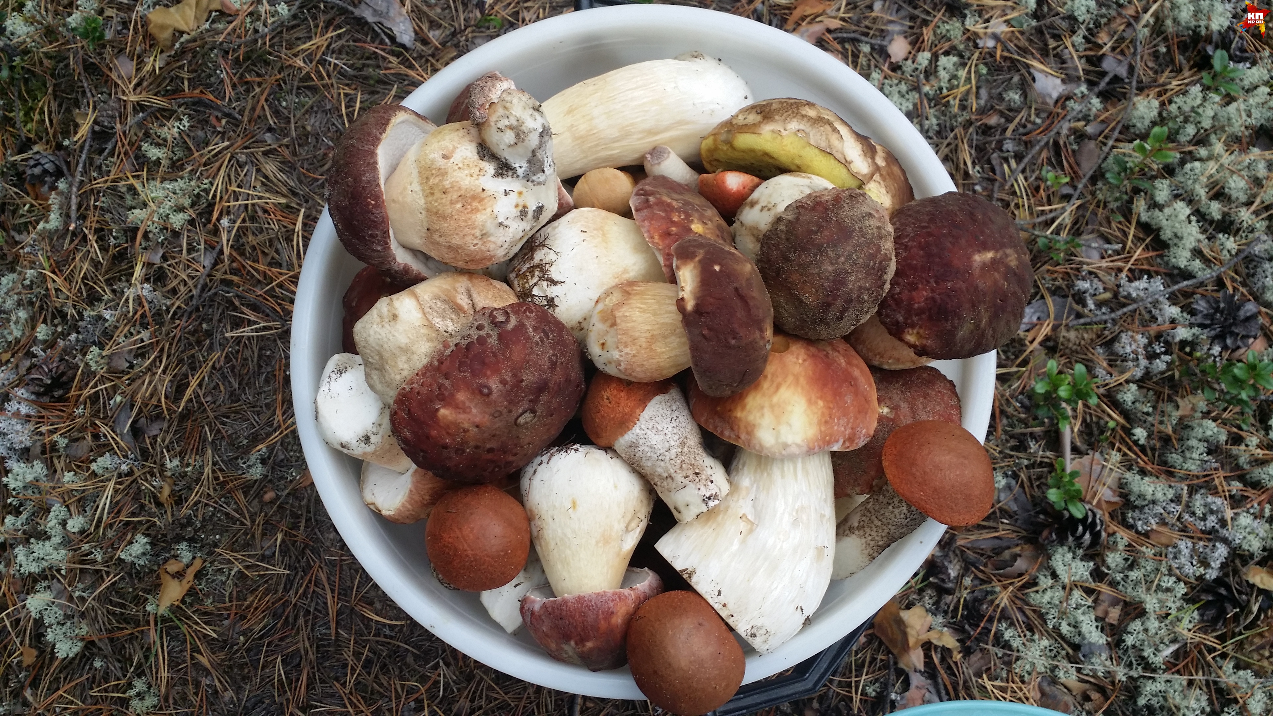 М, какая вкусная корзинка. Фото: Елена ВОРОБЬЕВА