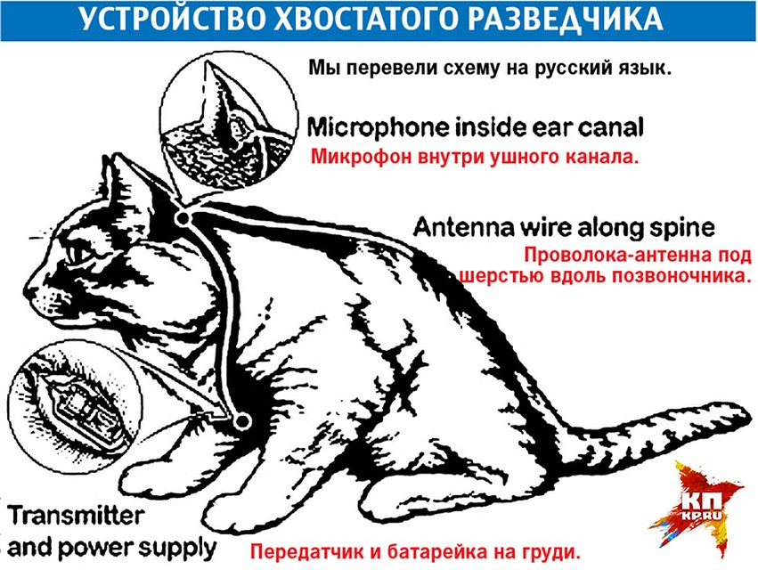 Устройство кота-разведчика