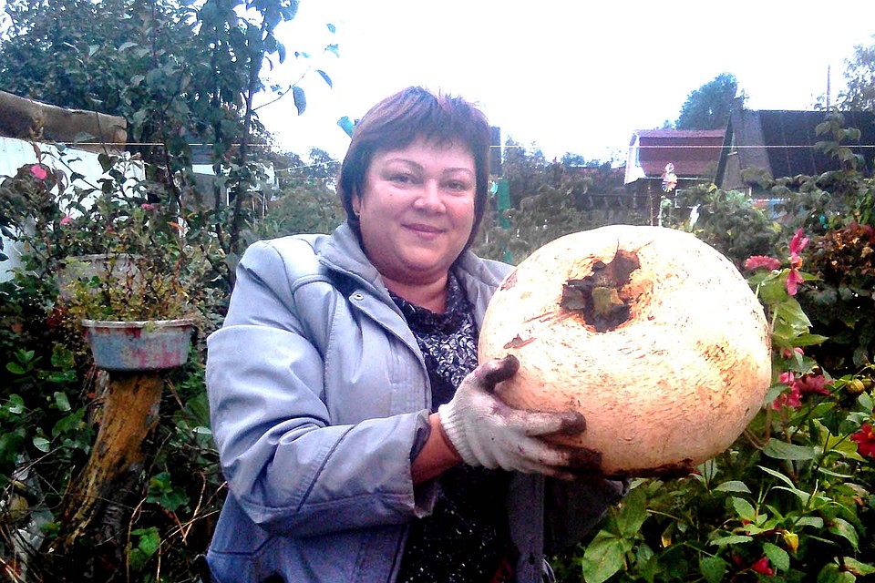 Собрали урожай.