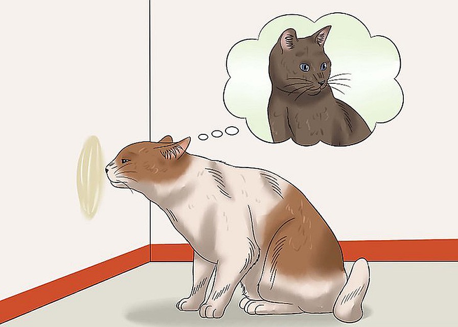 В 2011 году статью на WikiHow о том, как заставить кота хотеть кошку сопроводили недвусмысленными картинками