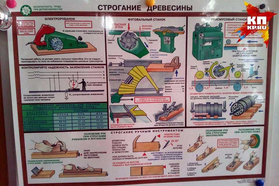 Строение древесины Фото: Анна СЕМИНА