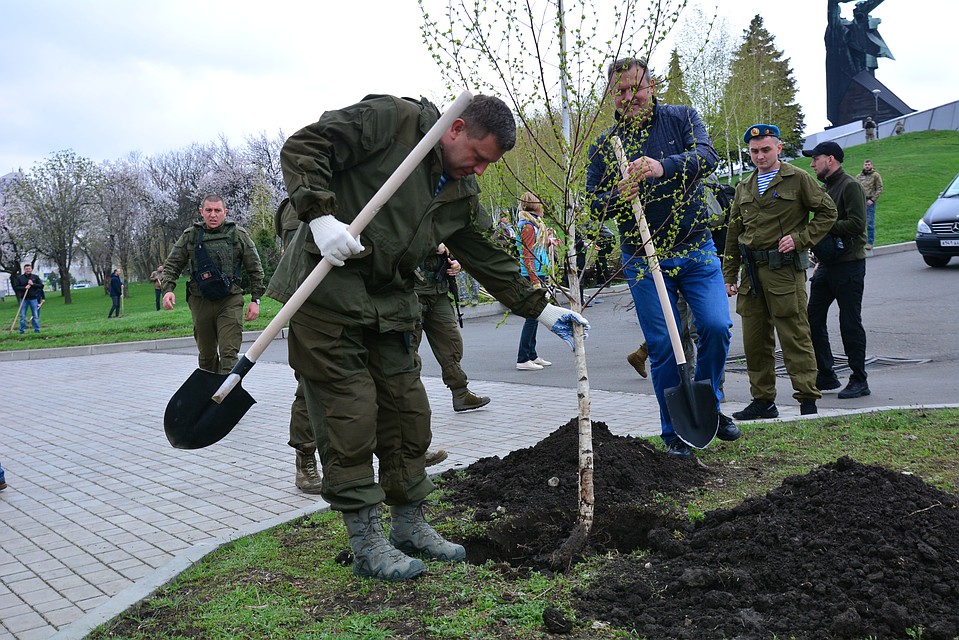 Александр Захарченко и его соратники высадили березы Фото: Юрий СОБОЛЕВ