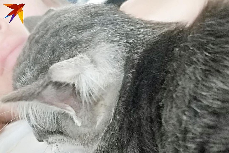 Котенок обладает дополнительной парой ушей, что делает его уникальным в своем роде.