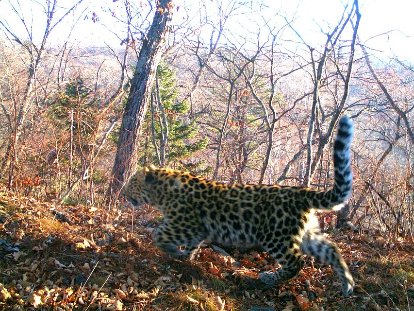 Котенок Грации Leo 65M. Фото: нацпарк "Земля леопарда".