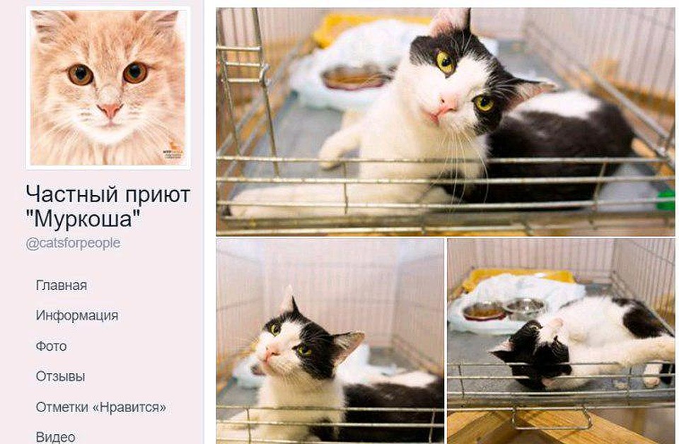В приюте новичка записали Шармом и посадили в клетку Фото: Facebook