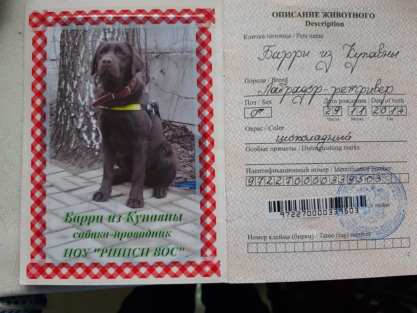 Поводырь с самого рождения воспитывался как помощник в подмосковном спецпитомнике. Фото: Марс Гафуров