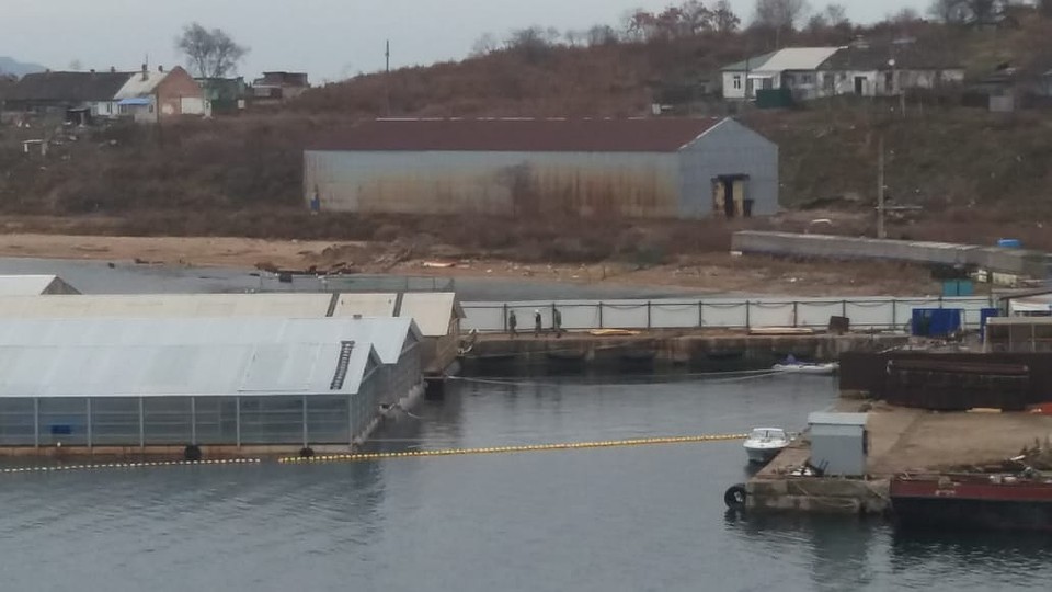 Больше сотни мормлеков обитают в небольшом пространстве. Фото: Нина Зырянова
