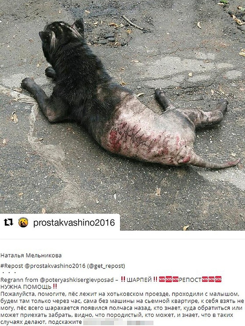 С этого поста в сообществе "Потеряшки Сергиев Посад" все и началось. Шарпей был в ужасном состоянии: лысый до пояса, розовый, как крыса, и весь в болячках.