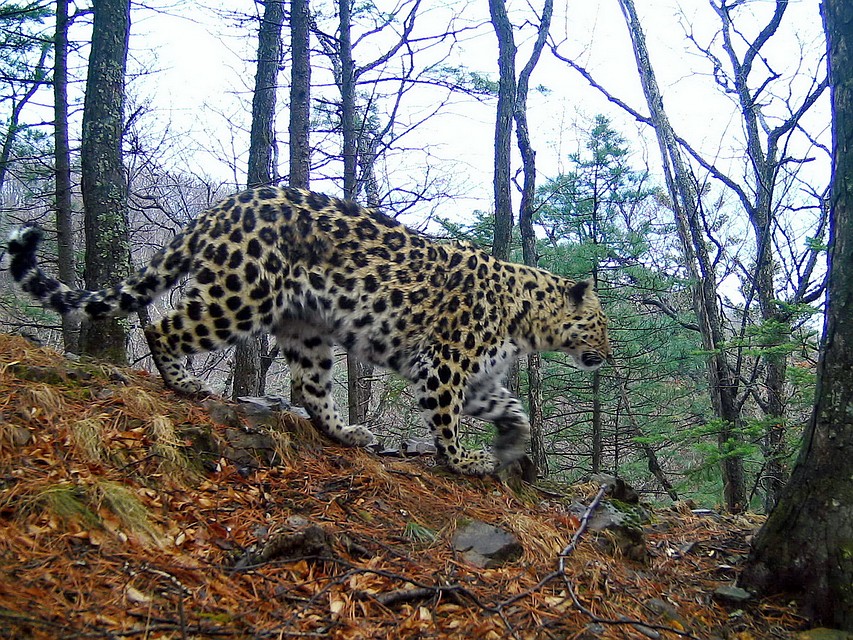 Leo 113F спокойно следовала за своим ребёнком. Фото: ФГБУ «Земля леопарда