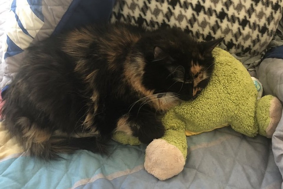 У этого котейки тоже есть свои предпочтения. ФОТО: https://twitter.com/jacquelineestey/status/1066377776658296837