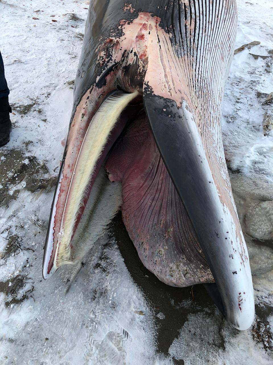 На берег Сахалина выбросило морское чудовище. ФОТО: Предоставлено местными жителями
