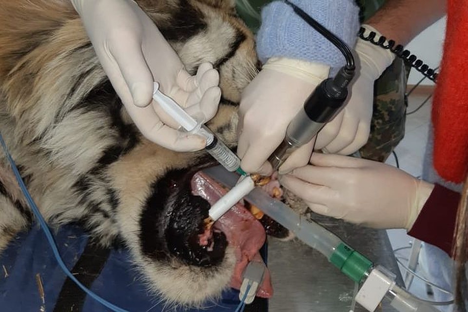 Все клыки у Тихона оказались сломаны, а вот зубы ему сейчас запломбировали. Фото: WWF России