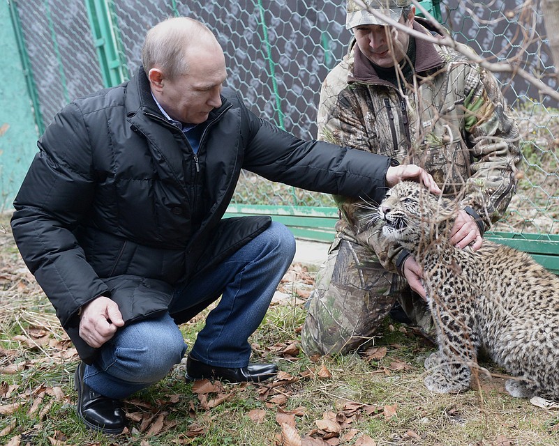 "Ну кто тебя обижает?" - Путин нашел общий язык с сочинским леопардом. Фото ТАСС/ Алексей Никольский