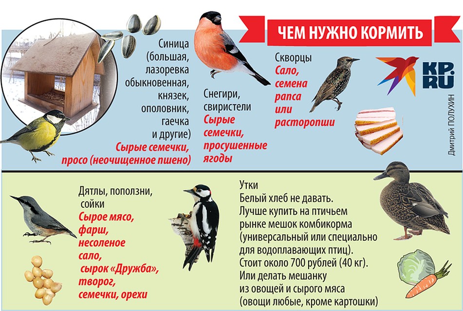 Чем кормить разных птиц Фото: Дмитрий ПОЛУХИН