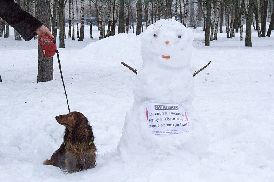 Фото: Группа "За сохранение Муринского парка" Фото: СОЦСЕТИ