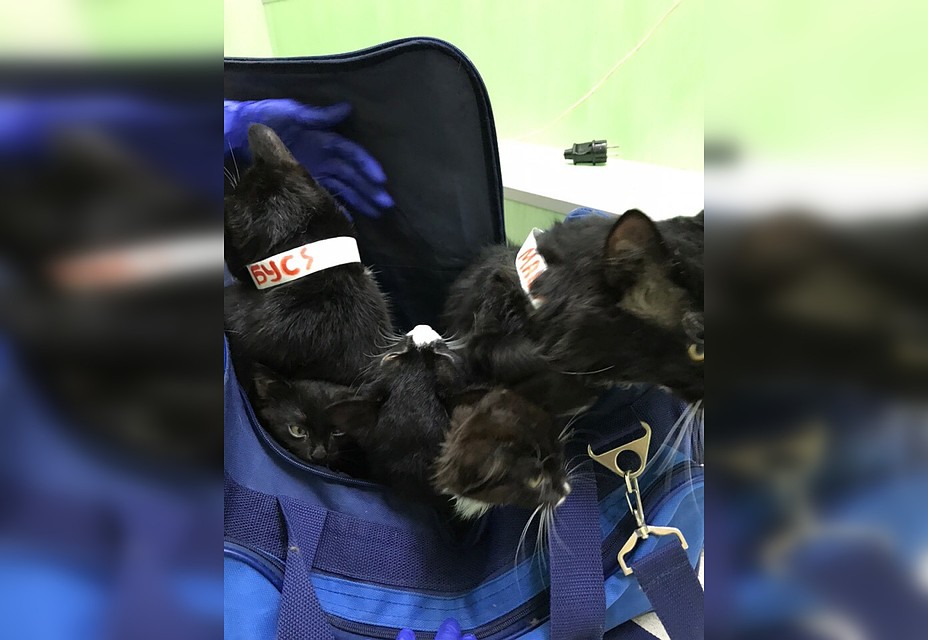 Коты были очень испуганы происходящим. Фото из группы Центр реабилитации бездомных животных "ДОЗОР"