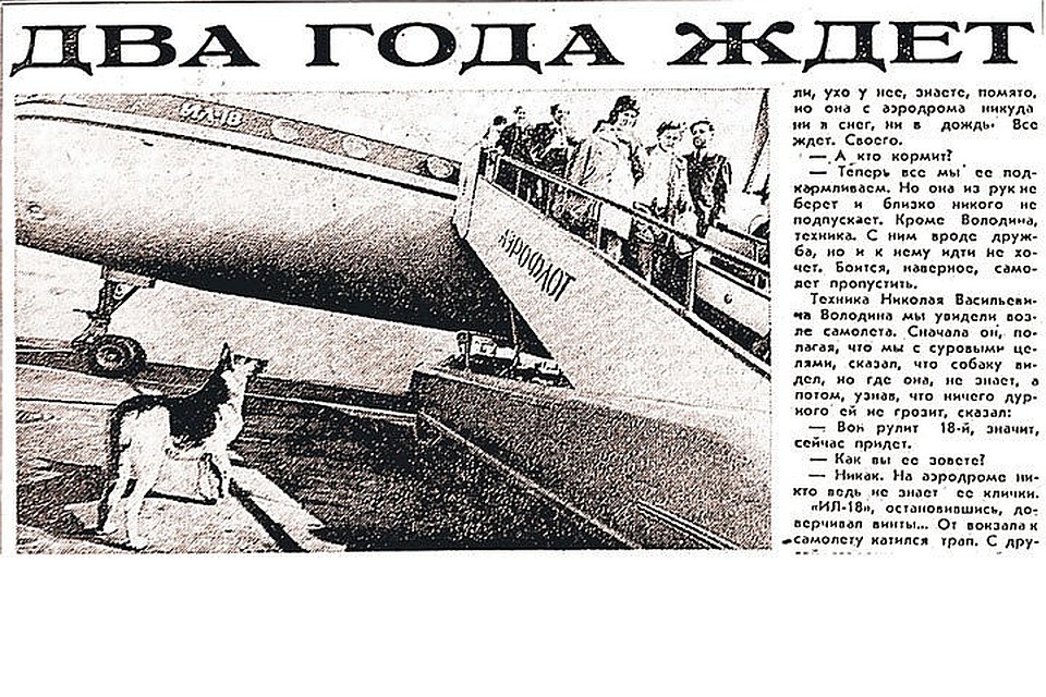 Вот она, овчарка Пальма, на фотографии к очерку Юрия Роста, опубликованному в «Комсомольской правде» в 1976 году.