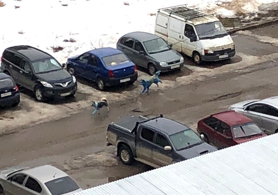 В Удомле уже заметили несколько окрашенных собак. Началась проверка. Фото: Вконтакте, Подслушано в Удомле