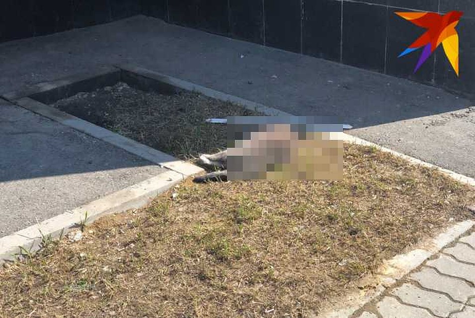 Ударной волной кота хозяев выкинуло в окно. Животное погибло.