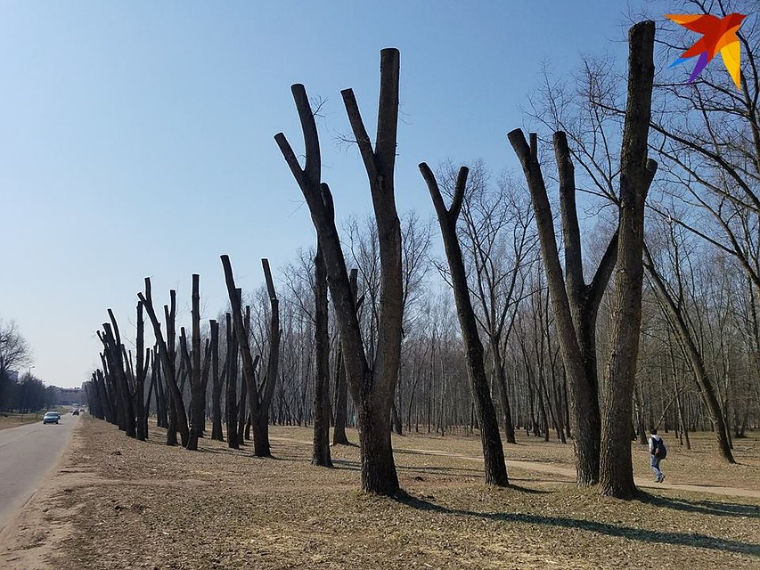 А вот так обрезали деревья в Минске. Фото: Артем БАЗАРОВ