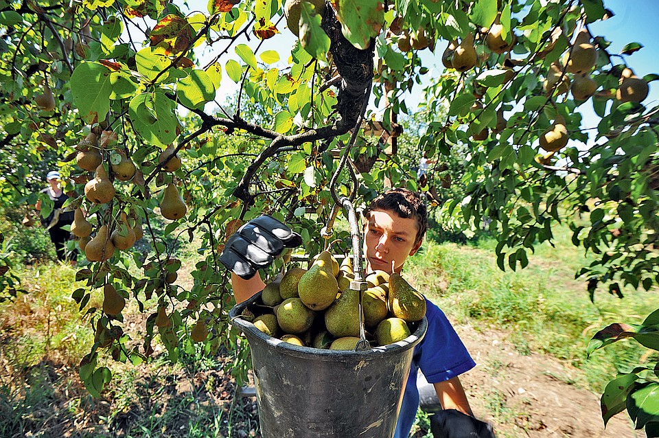 На долю АПК Крыма приходится 14 процентов валового регионального продукта республики: это третье место после торговли и промышленности