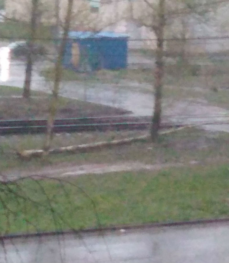 Ветер повалил дерево. Фото: Анна Леднева в группе "Жесть Ярославль" в "ВКонтакте".