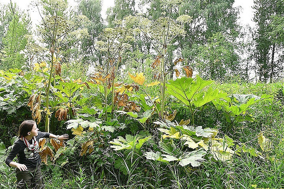 Борщевик Фото: Михаил ФРОЛОВ