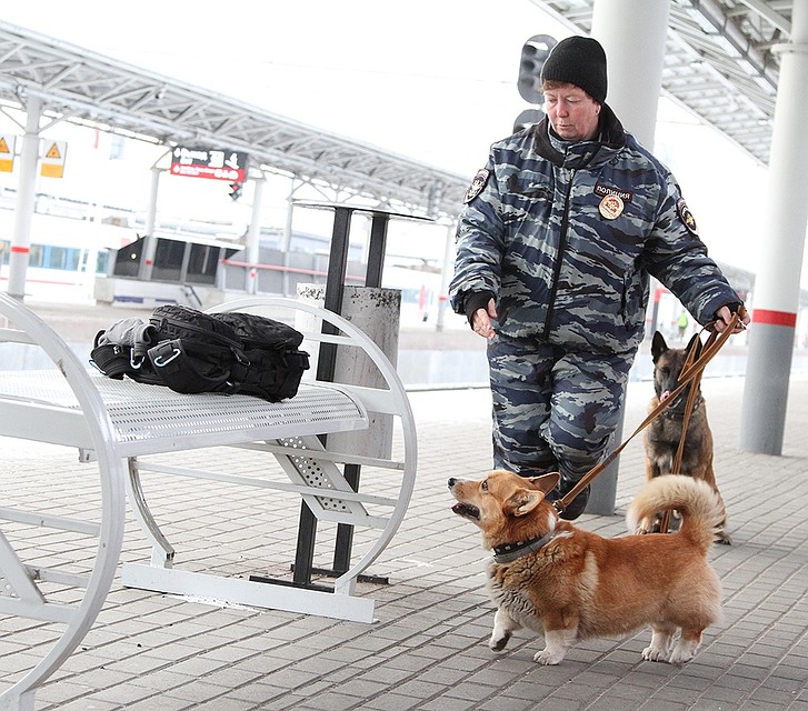 Малыш ищет наркотики в нижегородских поездах Фото: Личная страница Вконтакте