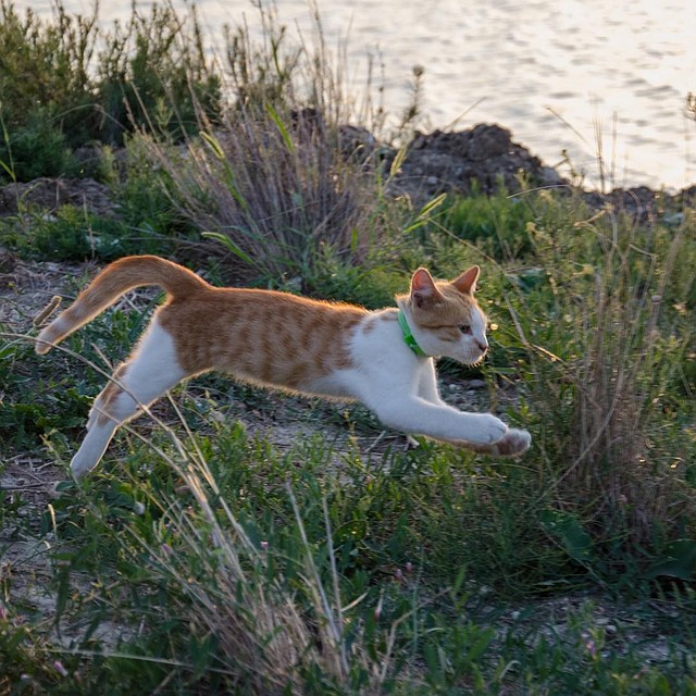 Таким кот был до встречи со строителями\ФОТО: инстаграм cat_the_most